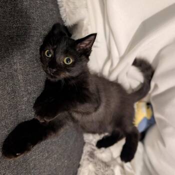 Jolene -  American Shorthair Cat for Adoption in New York, New York - Jolene | PetCurious