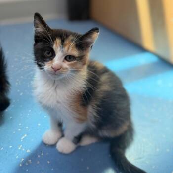Domestic Short Hair Cats Available for Adoption in Watertown, New York - Leonardo | PetCurious