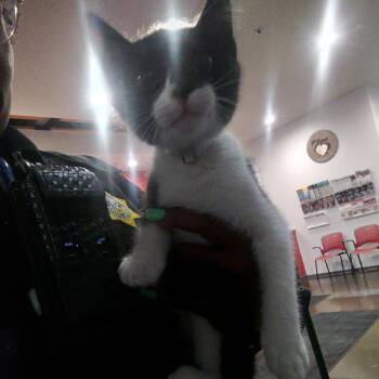 Russ -  Domestic Short Hair Cat for Adoption in San Gabriel, California - Russ | PetCurious