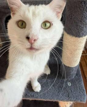 Domestic Short Hair Cats Available for Adoption in Sandy Springs, Georgia - Lemon | PetCurious