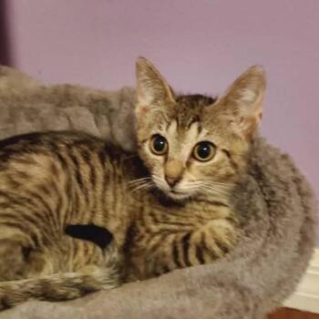 Domestic Short Hair Cats Available for Adoption - Layla | PetCurious