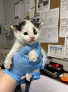 Timothy -  Domestic Short Hair Cat for Adoption in Bolivar, Missouri - Timothy | PetCurious