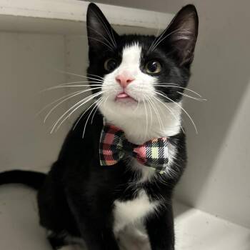 Yang (**Bonded with Yin) -  Domestic Short Hair Cat for Adoption in Philadelphia, Pennsylvania - Yang (**Bonded With Yin) | PetCurious