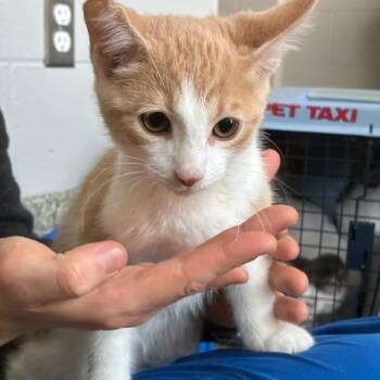 Blake Michael -  Domestic Short Hair Cat for Adoption in Dearborn, Michigan - Blake Michael | PetCurious