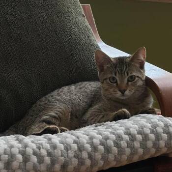 Anchovy -  Domestic Short Hair Cat for Adoption in Chicago, Illinois - Anchovy | PetCurious