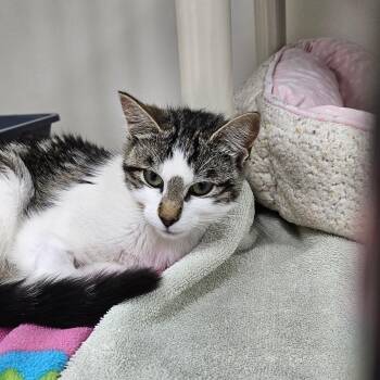 Magnolia -  Domestic Short Hair Cat for Adoption in Ridgely, Maryland - Magnolia | PetCurious