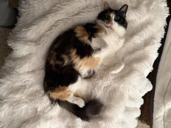 Calico Cats Available for Adoption in Woodbridge Township, New Jersey - Scarlett & Gary | PetCurious