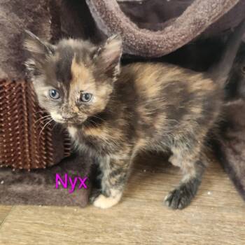 Nyx -  Domestic Short Hair Cat for Adoption in Grand Rapids, Minnesota - Nyx | PetCurious