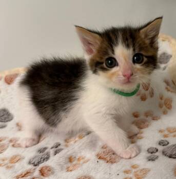 Domestic Medium Hair Cats Available for Adoption in Leonardtown, Maryland - Rachael 3 | PetCurious