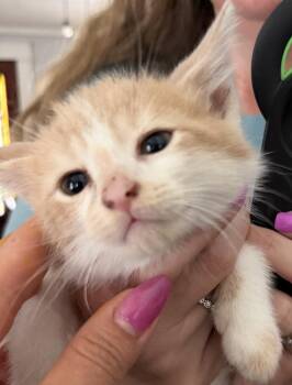Huckleberry Finn -  Domestic Long Hair Cat Available for Adoption in Poplar Grove, Illinois - Huckleberry Finn | PetCurious