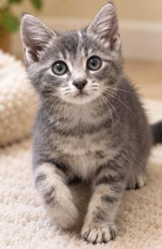 Noah -  Tabby Cat for Adoption in Santa Cruz, California - Noah | PetCurious