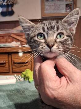 Randi -  Domestic Short Hair Cat for Adoption in Ogden, Utah - Randi | PetCurious