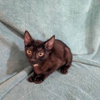 Jay -  Domestic Short Hair Cat for Adoption in NEW PT RICHEY, Florida - Jay | PetCurious