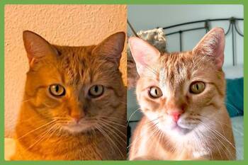 Cheech and Chong -  Domestic Short Hair Cat for Adoption in Amherst, Massachusetts - Cheech And Chong | PetCurious