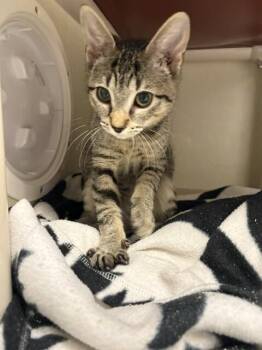 Greta -  Domestic Short Hair Cat for Adoption in Fort Collins, Colorado - Greta | PetCurious