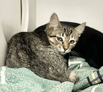 Rescue Domestic Short Hair Cats for Adoption in Savannah, Georgia - Squidward | PetCurious