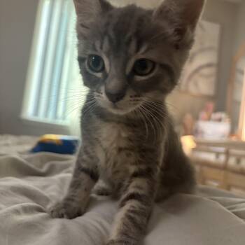 Tuesday -  Domestic Short Hair Cat for Adoption in Hayward, California - Tuesday | PetCurious