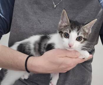 Rescue Domestic Medium Hair Cats for Adoption in Dickson, Tennessee - Colin | PetCurious