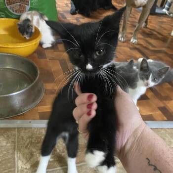 Turbo -  Domestic Short Hair Cat for Adoption in Bismarck, North Dakota - Turbo | PetCurious
