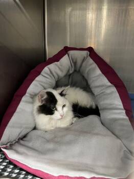 Rescue Domestic Long Hair Cats for Adoption in Virginia, Minnesota - Oreo | PetCurious