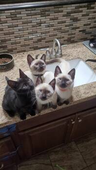 WATER BABIES -  Siamese and Domestic Short Hair Cat for Adoption in Escalon, California - WATER BABIES | PetCurious