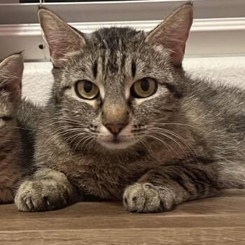 Zoe -  Domestic Short Hair Cat for Adoption in San Diego, California - Zoe | PetCurious