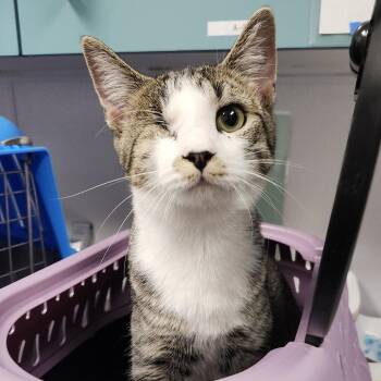 Larry -  Domestic Short Hair Cat for Adoption in Clearwater, Florida - Larry | PetCurious