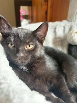 Arkell (Ari) -  Domestic Short Hair Cat for Adoption in Brantford, Ontario - Arkell (Ari) | PetCurious
