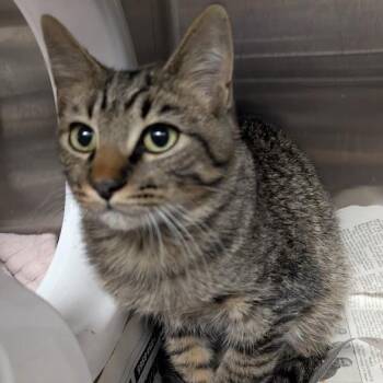 Rescue Domestic Short Hair Cats for Adoption in Springfield, Illinois - Aries | PetCurious