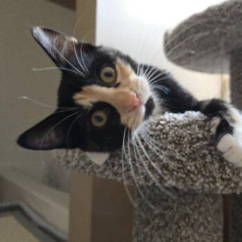 Hazel and Theodore -  Domestic Short Hair Cat for Adoption in Farmington, Minnesota - Hazel And Theodore | PetCurious