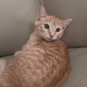 Frito -  Tabby Cat for Adoption in San Juan Capistrano, California - Frito | PetCurious