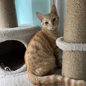 Reba -  Domestic Short Hair Cat for Adoption in Burnaby, British Columbia - Reba | PetCurious