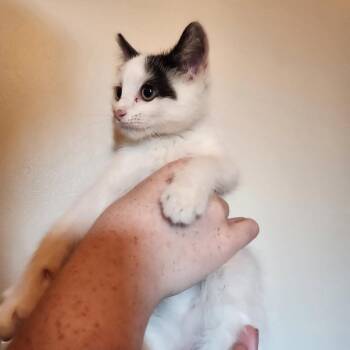 Eugene -  Domestic Short Hair Cat for Adoption in Bristol, Indiana - Eugene | PetCurious