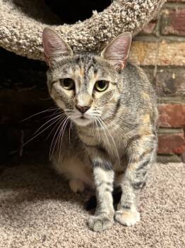 Rescue Domestic Short Hair Cats for Adoption in Pomona, New York - Alejandra (mom 1) | PetCurious
