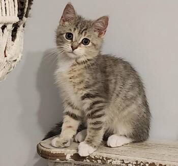 Livia -  Domestic Short Hair Cat for Adoption in Maineville, Ohio - Livia | PetCurious