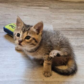 Amara -  Domestic Short Hair Cat for Adoption in Ringtown, Pennsylvania - Amara | PetCurious