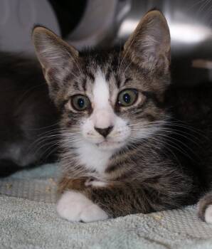 Lexus -  Domestic Short Hair Cat for Adoption in Seattle, Washington - Lexus | PetCurious