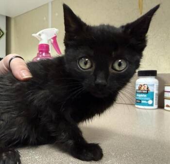 Domestic Short Hair Cats Available for Adoption - Arugula | PetCurious