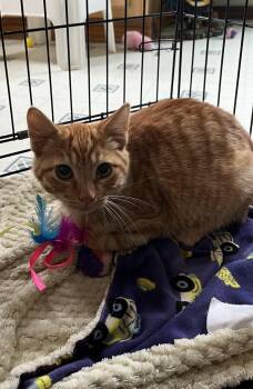 Rescue Domestic Short Hair Cats for Adoption in Walkerville, Montana - Vespa | PetCurious