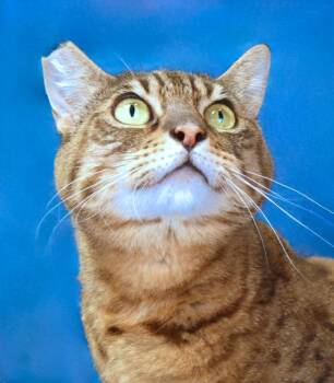 Domestic Short Hair Cats Available for Adoption in Pasadena, California - LOLA | PetCurious