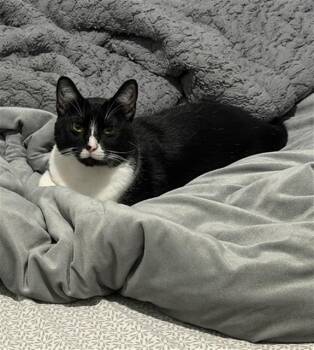 RUBI -  Domestic Short Hair Cat for Adoption in Dallas, Texas - RUBI | PetCurious