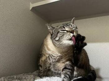 Cleopatra -  Domestic Short Hair Cat for Adoption in Stratham, New Hampshire - Cleopatra | PetCurious
