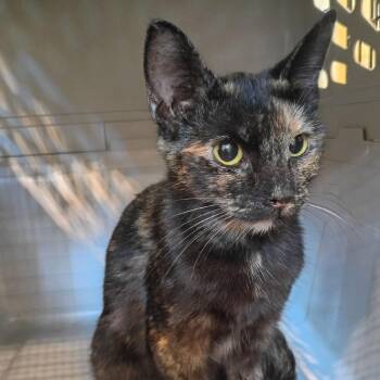 Plumeria -  Domestic Short Hair Cat for Adoption in Lynchburg, Virginia - Plumeria | PetCurious