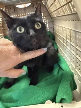 Wildflower -  Domestic Short Hair Cat Available for Adoption in Fremont, Nebraska - Wildflower | PetCurious