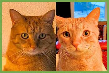 Cheech and Chong -  Domestic Short Hair Cat for Adoption in Amherst, Massachusetts - Cheech And Chong | PetCurious
