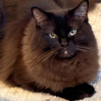Himalayan and Ragdoll Cats Available for Adoption in Dayton, Ohio - JoJo | PetCurious