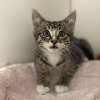 Levi -  Domestic Short Hair Cat for Adoption in Cheyenne, Wyoming - Levi | PetCurious