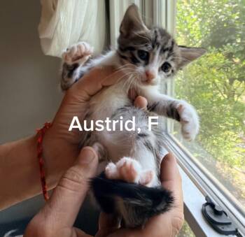 Austrid -  American Shorthair and Tabby Cat for Adoption in Shrewsbury, Massachusetts - Austrid | PetCurious