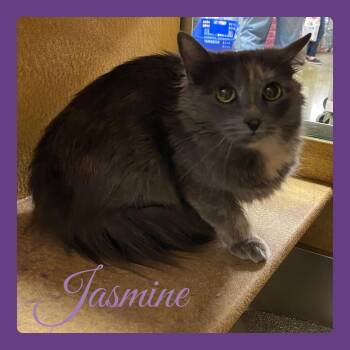 Dilute Tortoiseshell Cats Available for Adoption in Lawton, Oklahoma - JASMINE  | PetCurious