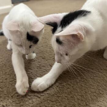Domestic Short Hair Cats Available for Adoption in Chandler, Arizona - Bertie Mcmoo Bonded To Bessie Mcmoo | PetCurious